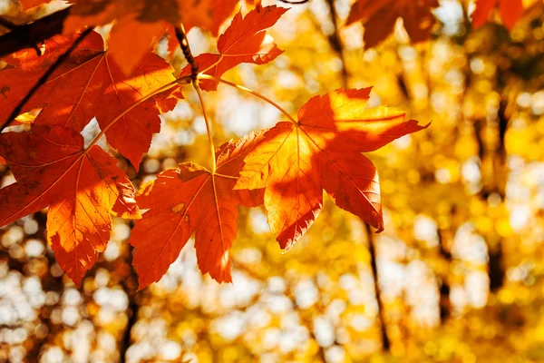 Hojas de otoño en una gama de colores — Foto de Stock