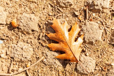 yere kurutulmuş yaprak