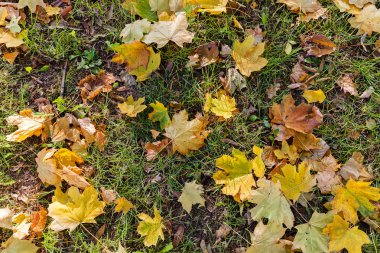 yeşil çim düşmüş yaprakları, tam not alan sığ derinliği