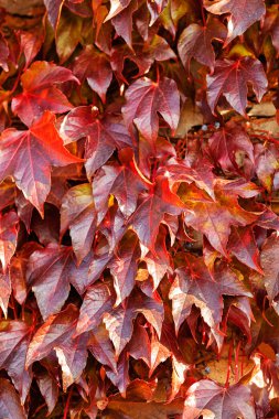 Koyu Kırmızı sarmaşık, Not alan sığ derinliği bırakır