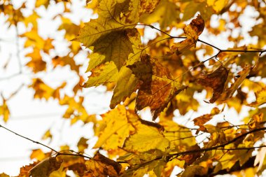 açık renkli, not alan sığ derinliği meşe sararmış yapraklar