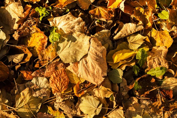 Сухий опале листя — стокове фото