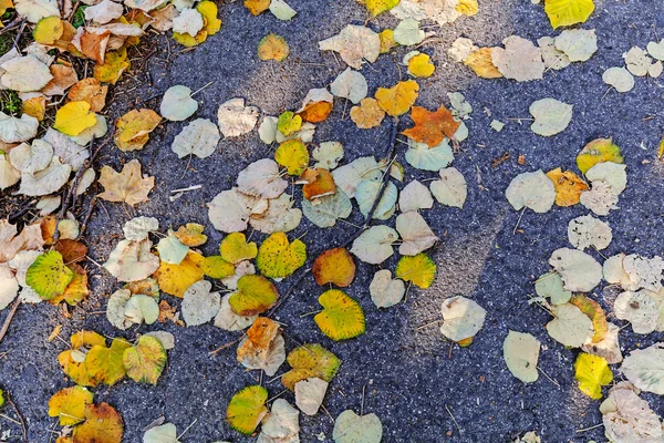 Asphalt und Herbstlaub — Stockfoto