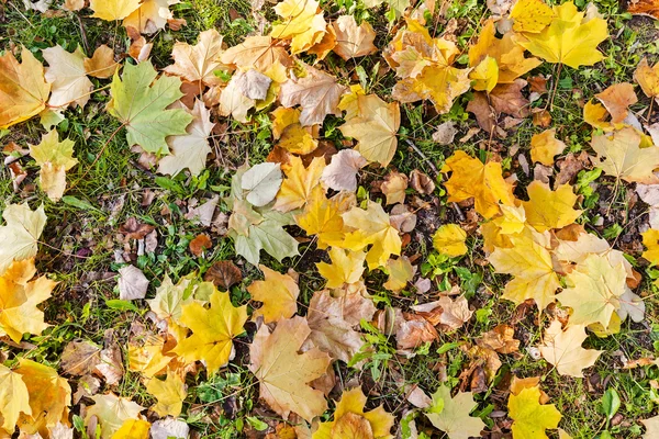 green grass full of fallen leaves, note shallow depth of field
