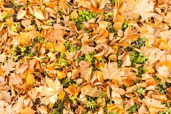 Сухе Опале Листя Траві Восени Відзначимо Неглибоку Глибину Різкості — стокове фото