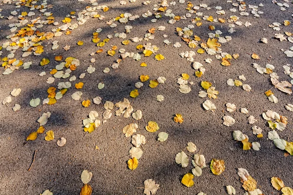 Feuilles Tombées Sur Asphalte Note Faible Profondeur Champ — Photo