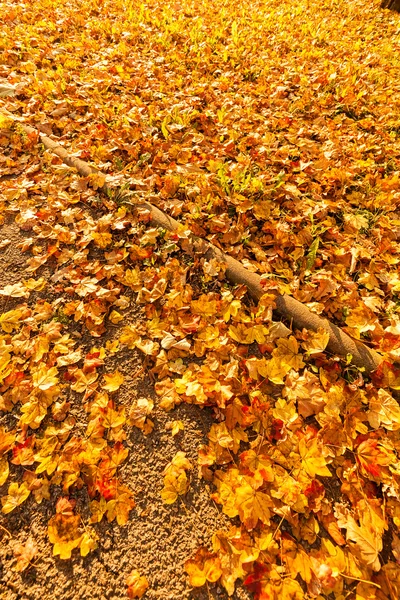 düşen yapraklar sonbaharda kuru, sığ derinlik-in tarla Not
