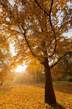 Ormanda gün batımı