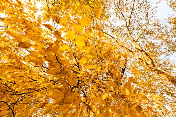 Top van de boom in de herfst — Stockfoto