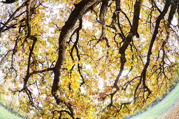 Árvore da coroa abstrata — Fotografia de Stock