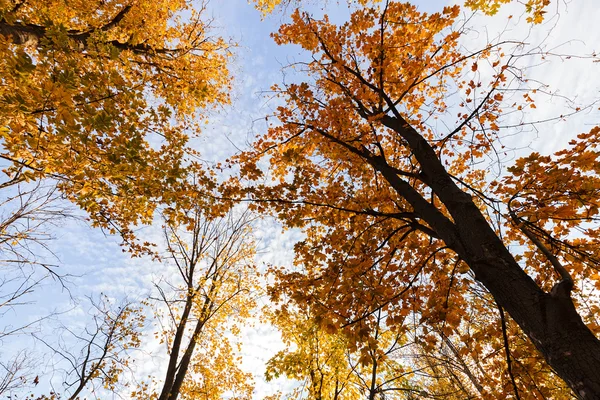 stock image treetop in autumn