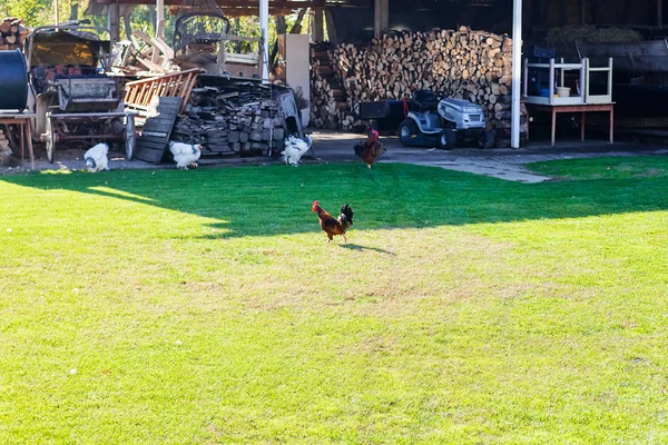 公鸡在草地上 — 图库照片