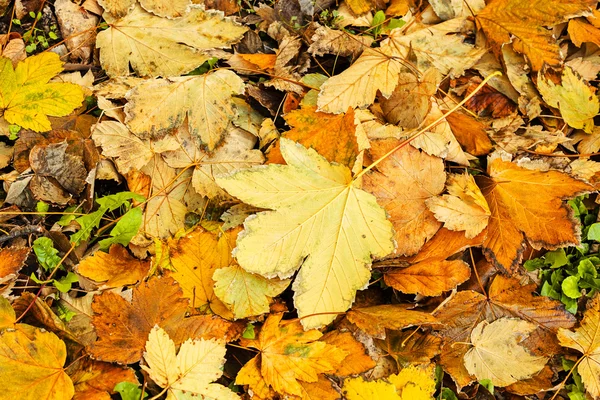 Gevallen herfstbladeren — Stockfoto