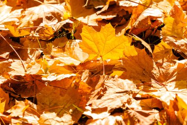 arka planda gökyüzü ile Treetop