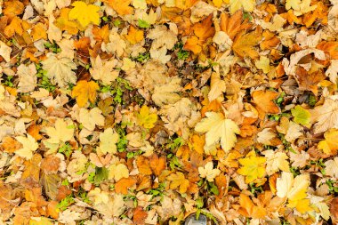 Düşen sonbahar yaprakları