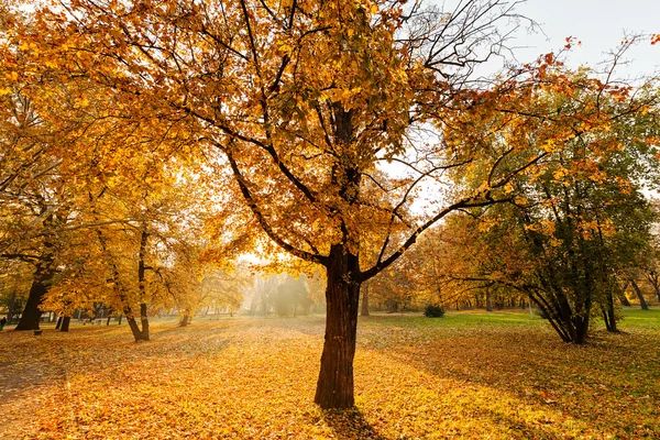 Árboles a principios de otoño — Foto de Stock