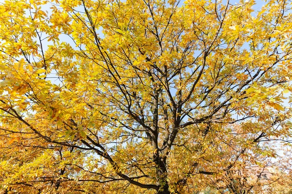 Sommet des arbres en automne — Photo