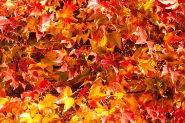 Sonbaharda kırmızı yapraklar