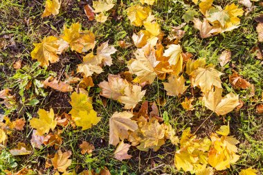 düşen yapraklar yeşil çim