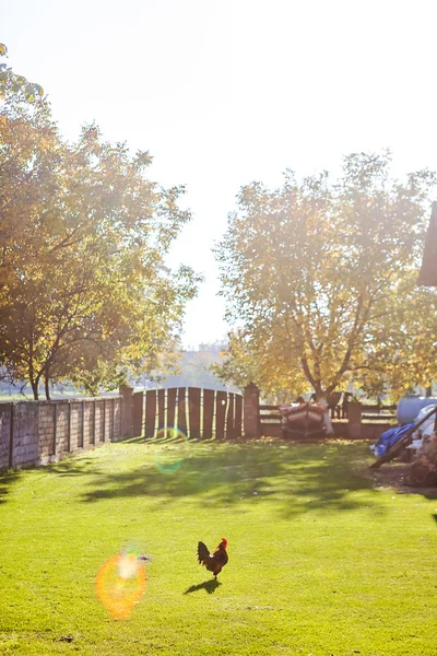 Hahn auf Gras — Stockfoto