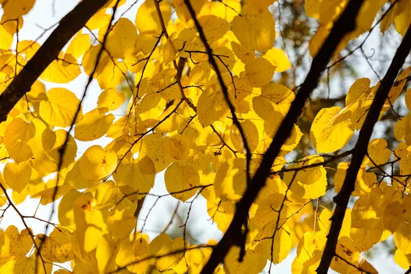 Hojas amarillas en otoño — Foto de Stock