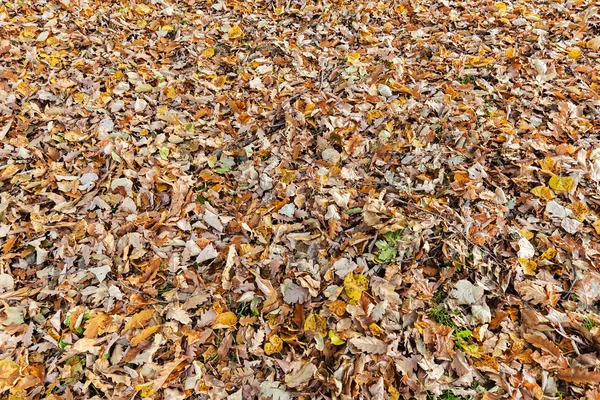 Copa de árvore outonal no outono — Fotografia de Stock