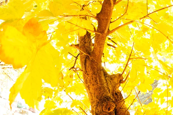 Gele bladeren in de herfst — Stockfoto