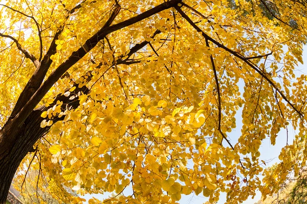 Top de árbol amarillo en otoño — Foto de Stock
