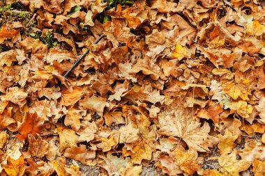 Düşen kuru yapraklar