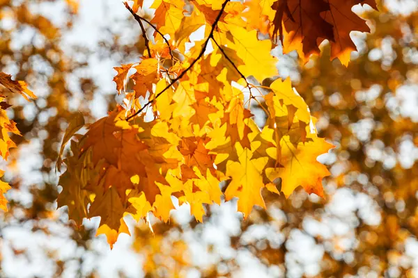 Hojas de otoño en una rama — Foto de Stock