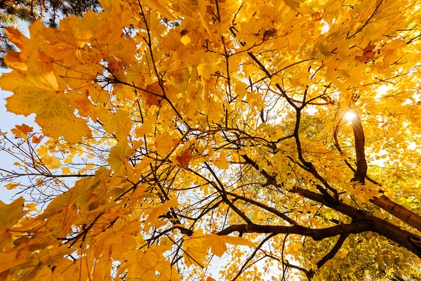 Жовтий опале листя — стокове фото