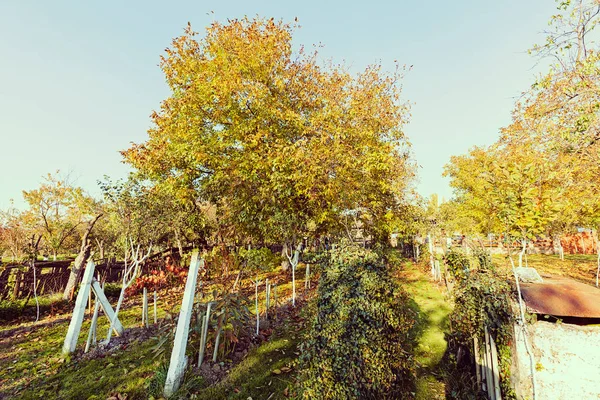 Obstgarten im Herbst — Stockfoto