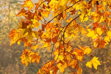 dalları ile sonbahar yaprakları güneşli bir günde, Not alan sığ derinliği