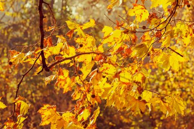 dalları ile sonbahar yaprakları güneşli bir günde, Not alan sığ derinliği