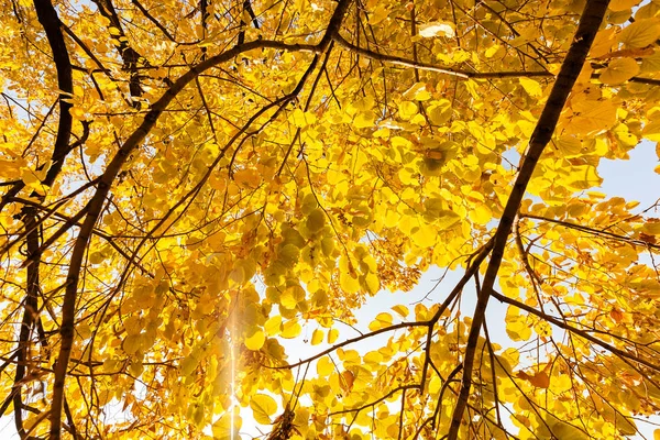 Hojas amarillas en otoño — Foto de Stock