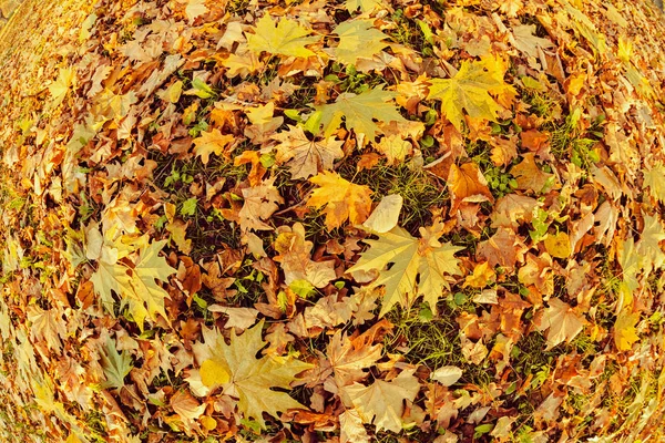 Withered Fallen Leaves Ground Shot Fish Eye Lense Note Shallow — Stock Photo, Image