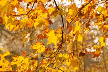 dalları ile sonbahar yaprakları güneşli bir günde, Not alan sığ derinliği
