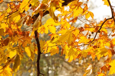 dalları ile sonbahar yaprakları güneşli bir günde, Not alan sığ derinliği