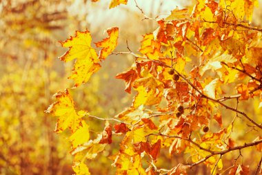 Sonbahar Yaprakları