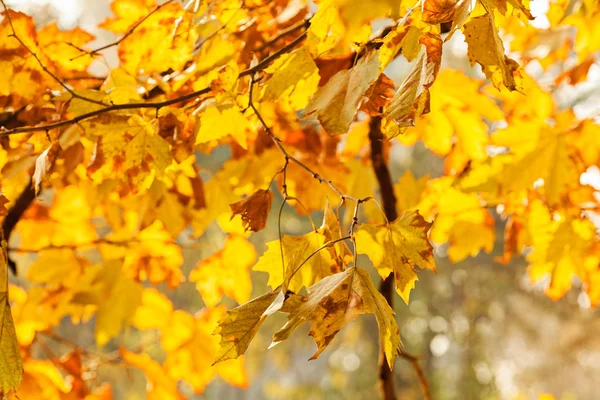 dalları ile sonbahar yaprakları güneşli bir günde, Not alan sığ derinliği