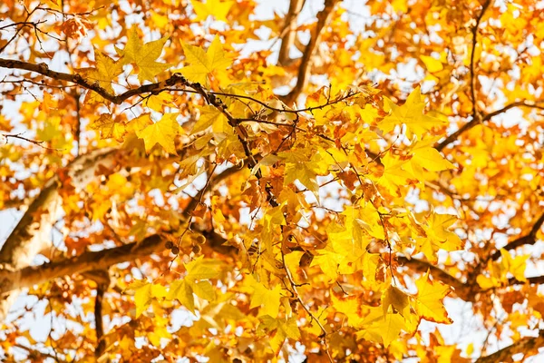 Gele Herfst Bladeren Zonnige Dag Met Blauwe Lucht Achtergrond Opmerking — Stockfoto