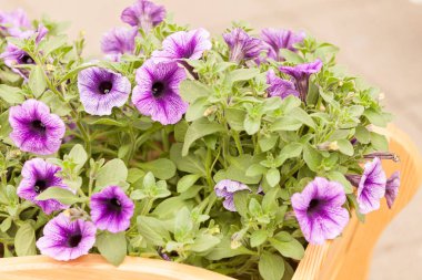  yeşil yaprakları, Not alan sığ derinliği ile mor çiçekler