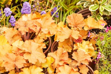 bir tencere renkli çiçekler