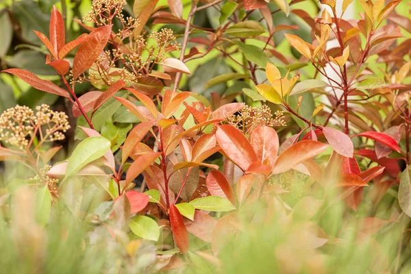 Red and green leaves — Stock Photo, Image