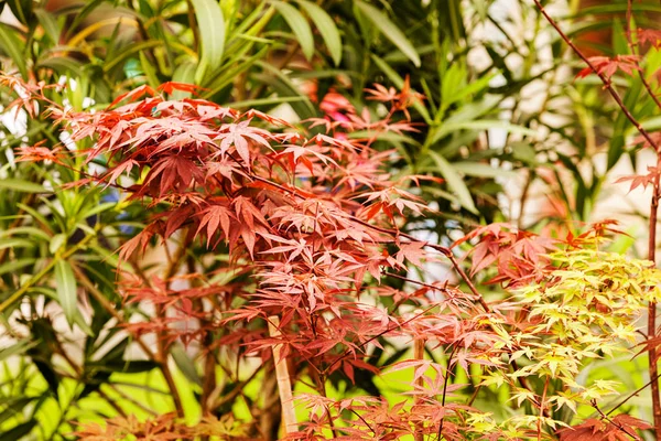 Red and green leaves — Stock Photo, Image