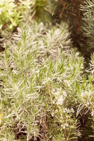 Kräutersorten — Stockfoto