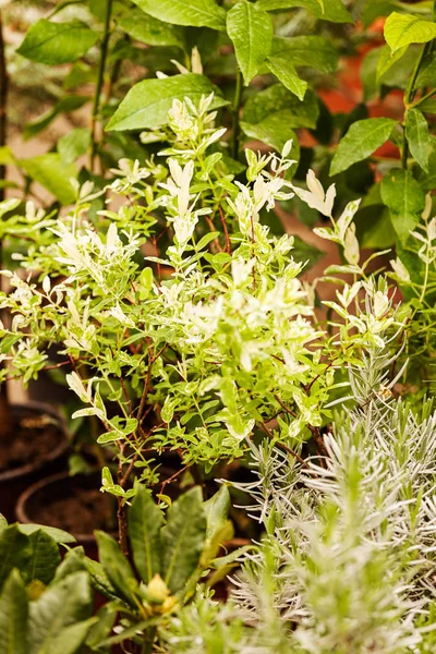 Kinds of herbs — Stock Photo, Image