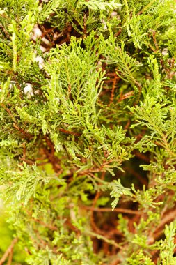 Mazı (bitki) ağacıyla kalın dalları, Not alan sığ derinliği