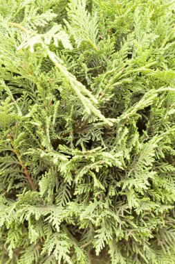 Mazı (bitki) ağacıyla kalın dalları, Not alan sığ derinliği