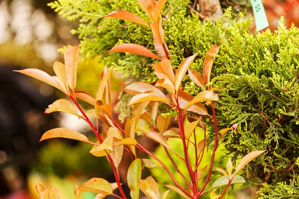 Red Green Leaves Plants Note Shallow Depth Field — Stock Photo, Image